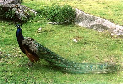 2000rSztokholm, ogród botaniczny: paw