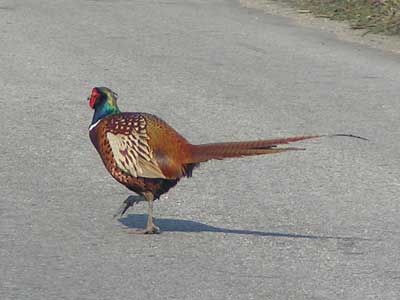 samiec bażanta obrożnego; fot. własna