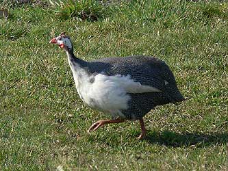 perlica; fot. własna