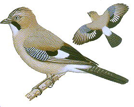 grafika wg ilustracji W. Siwka w  przewodniku Ptaki Europy, PWN